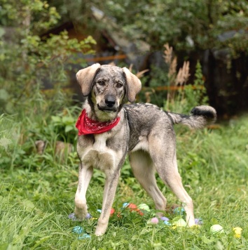 Собаки в добрые руки - Сэра - 3