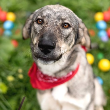 Собаки в добрые руки - Сэра - 4