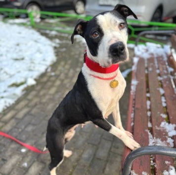 Собаки в добрые руки - Розочка