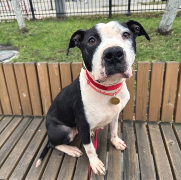 Собаки в добрые руки - Розочка - 1