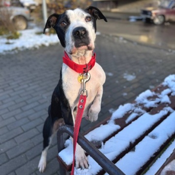 Собаки в добрые руки - Розочка - 2