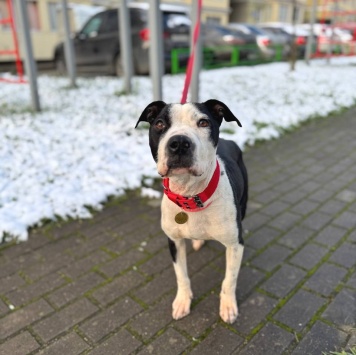 Собаки в добрые руки - Розочка - 3