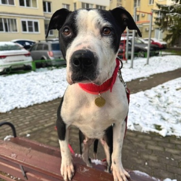 Собаки в добрые руки - Розочка - 4