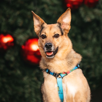 Собаки в добрые руки - Читося