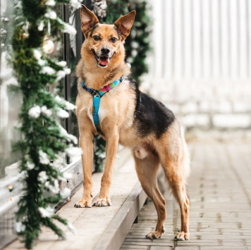 Собаки в добрые руки - Читося - 1