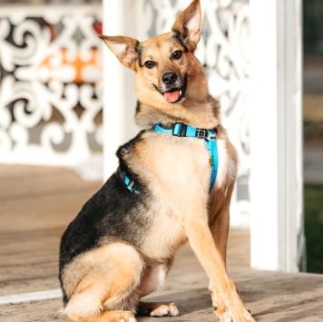 Собаки в добрые руки - Читося - 2