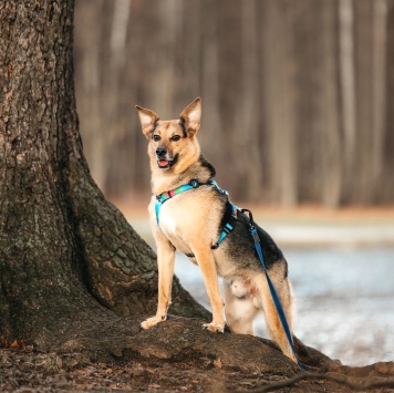 Собаки в добрые руки - Читося - 3