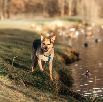 Собаки в добрые руки - Читося - 4