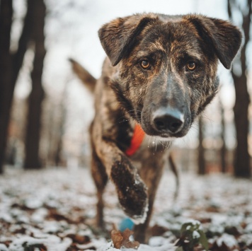 Собаки в добрые руки - Элвин