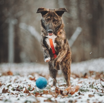 Собаки в добрые руки - Элвин - 1