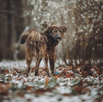 Собаки в добрые руки - Элвин - 2