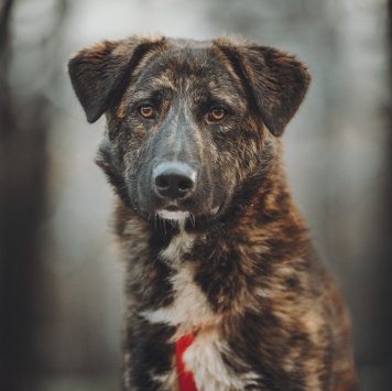 Собаки в добрые руки - Элвин - 3