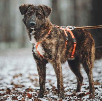 Собаки в добрые руки - Элвин - 4