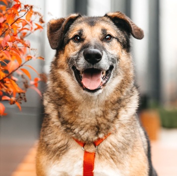 Собаки в добрые руки - Броша