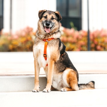 Собаки в добрые руки - Броша - 1