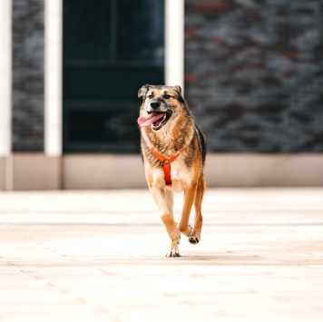 Собаки в добрые руки - Броша - 2