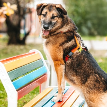 Собаки в добрые руки - Броша - 4