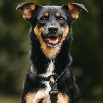 Собаки в добрые руки - Дей