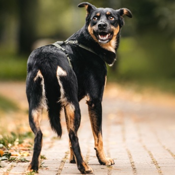 Собаки в добрые руки - Дей - 1