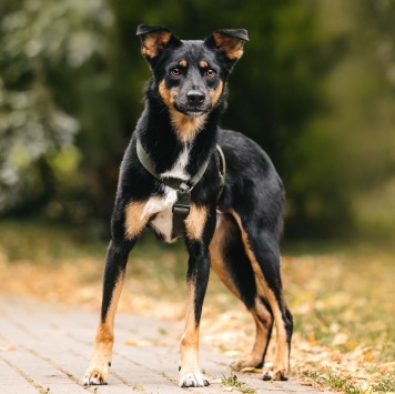 Собаки в добрые руки - Дей - 3