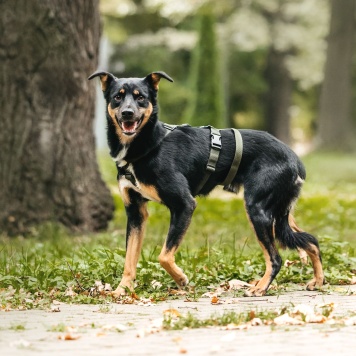 Собаки в добрые руки - Дей - 4