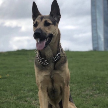 Собаки в добрые руки - Филди