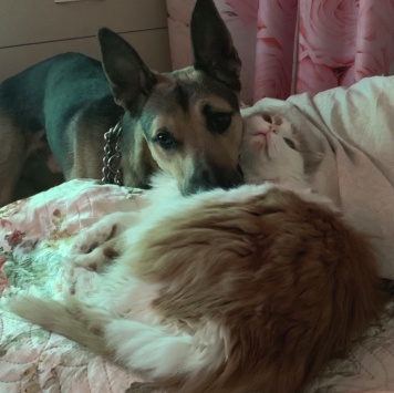 Собаки в добрые руки - Филди - 1