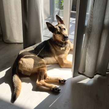 Собаки в добрые руки - Филди - 2