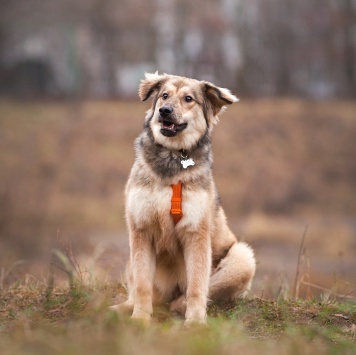 Фея - Собаки в добрые руки