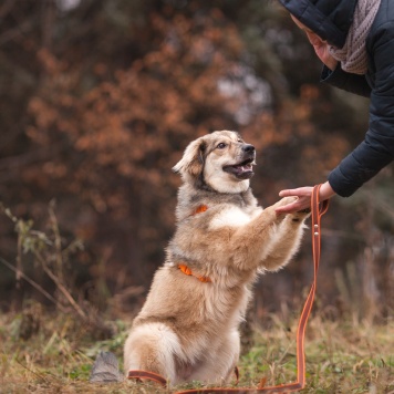 Собаки в добрые руки - Фея - 1