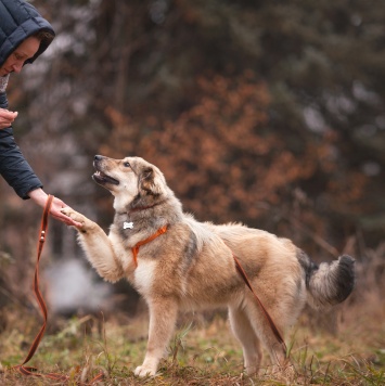 Собаки в добрые руки - Фея - 2