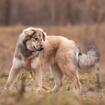 Собаки в добрые руки - Фея - 4