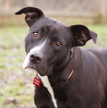 Собаки в добрые руки - Гера