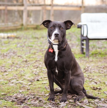 Собаки в добрые руки - Гера - 1