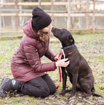 Собаки в добрые руки - Гера - 2