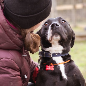 Собаки в добрые руки - Гера - 3