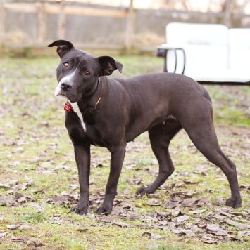 Собаки в добрые руки - Гера - 4