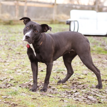 Собаки в добрые руки - Гера