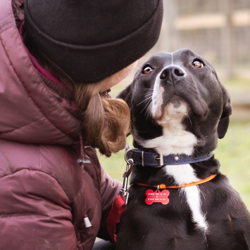 Собаки в добрые руки - Гера - 1