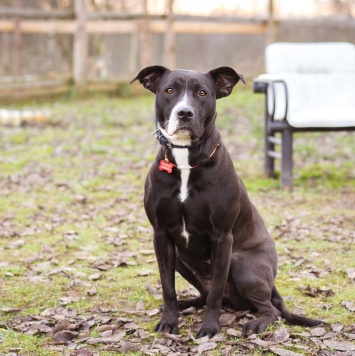 Собаки в добрые руки - Гера - 3