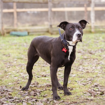 Собаки в добрые руки - Гера - 4