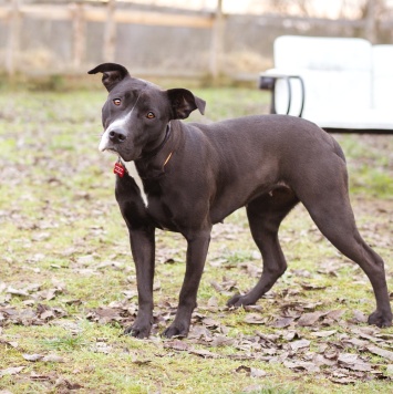 Собаки в добрые руки - Гера - 1