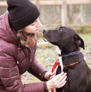 Собаки в добрые руки - Гера - 2