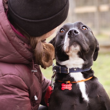 Собаки в добрые руки - Гера - 3
