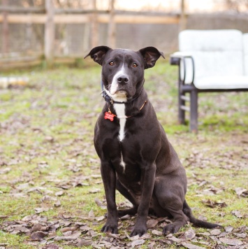 Собаки в добрые руки - Гера - 4