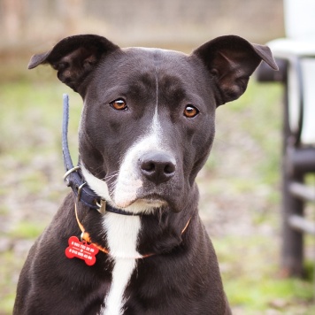 Собаки в добрые руки - Гера