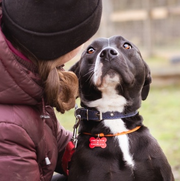 Собаки в добрые руки - Гера - 3
