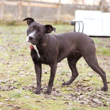 Собаки в добрые руки - Гера - 1