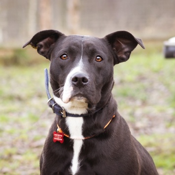 Собаки в добрые руки - Гера - 3