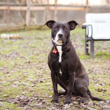 Собаки в добрые руки - Гера - 4